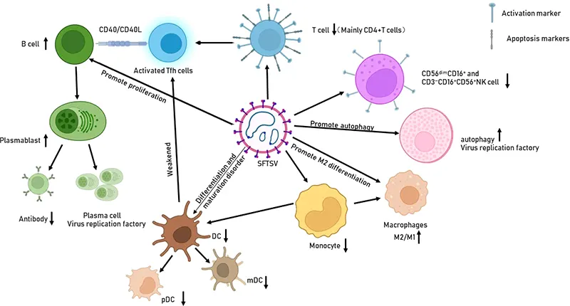Impact of SFTSV infection on immune cells