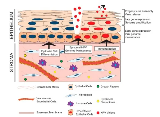 Figure 2. The HPV life cycle