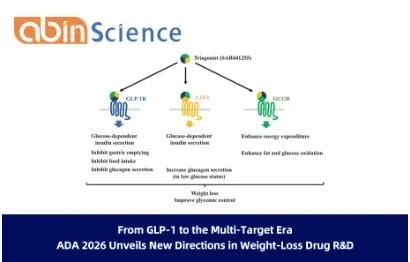 From GLP-1 to the Multi-Target Era: ADA 2026 Unveils New Directions in Weight-Loss Drug R&D