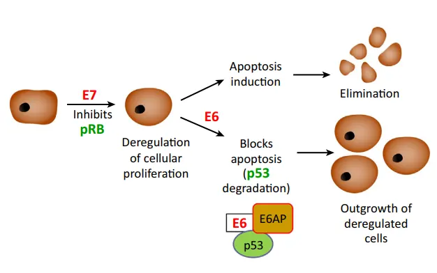 Figure 5. Synergistic action of HPV E6 and E7 proteins in malignant cell transformation