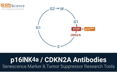 p16INK4a (CDKN2A) Antibodies & Nanobodies &mdash; Senescence & Tumor Suppressor Research