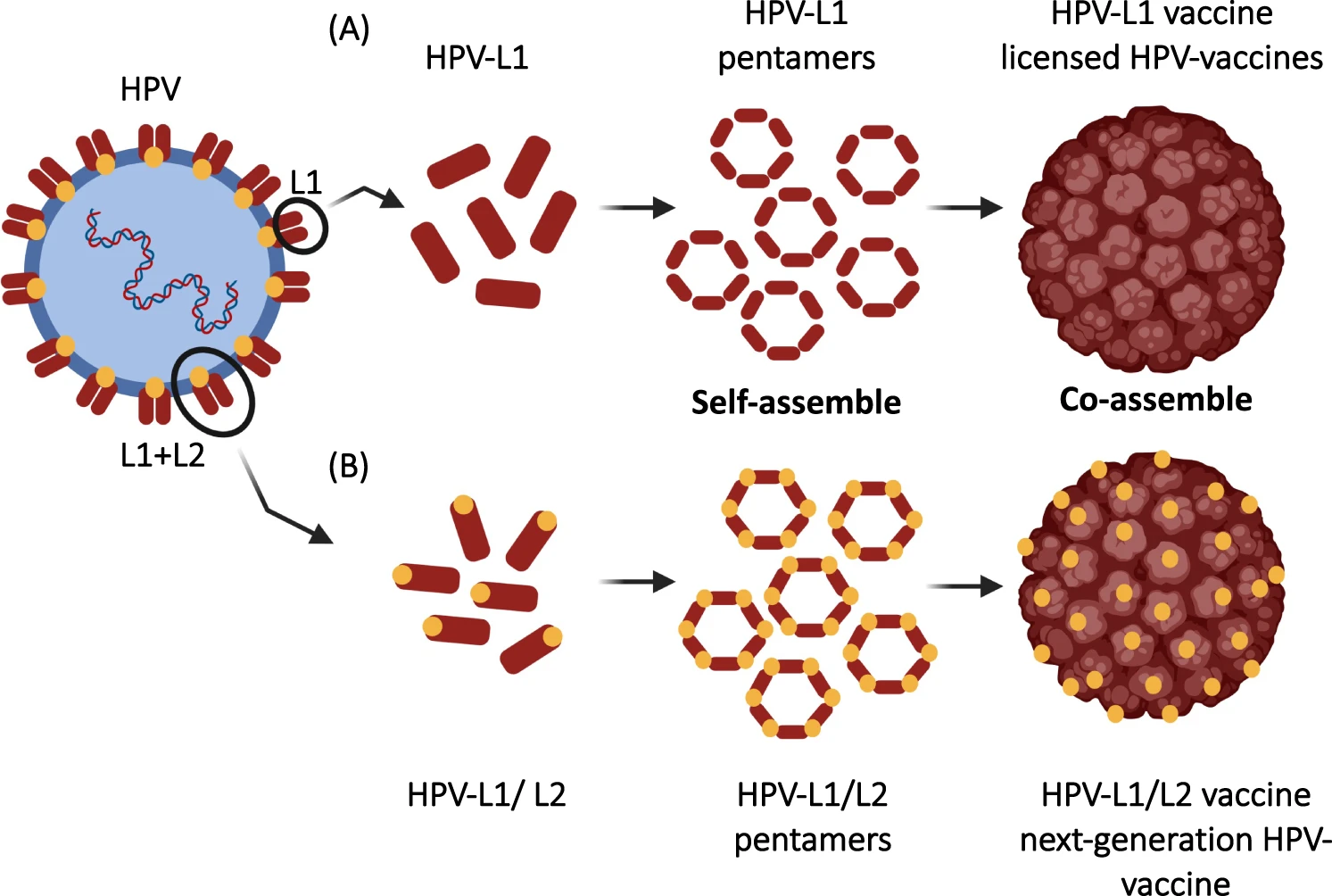 Figure 3. HPV L1 and L2 capsid proteins