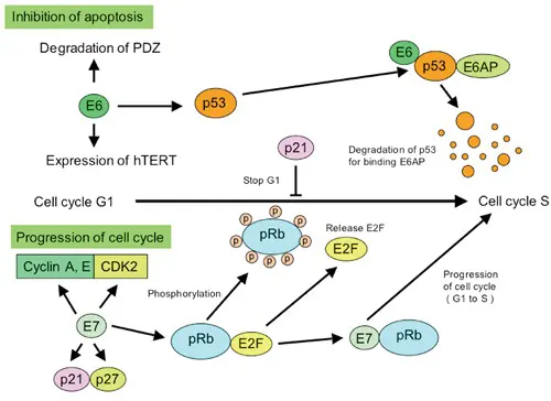Figure 4. Roles of E6 and E7 proteins in HPV-associated carcinogenesis