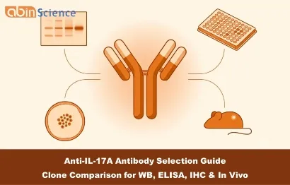 Anti-IL-17A Antibody Selection Guide: Clone Comparison for WB, ELISA, IHC & In Vivo