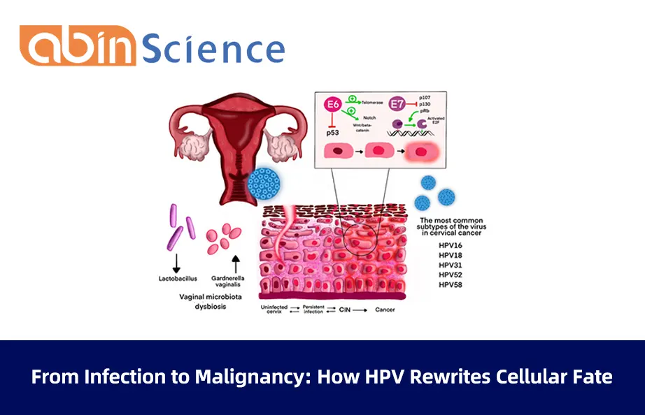From Infection to Malignancy: How HPV Rewrites Cellular Fate
