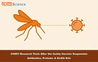 CHIKV Research Tools After the Ixchiq Vaccine Suspension: Antibodies, Proteins & ELISA Kits