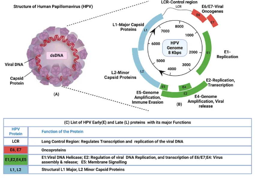 Figure 1. HPV structure, genomic organization, and protein functions