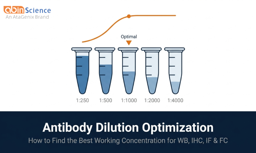 Antibody Dilution Optimization: How to Find the Best Working Concentration
