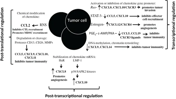 Mechanisms employed by tumor cells to regulate chemokine expression in the tumor microenvironment.
