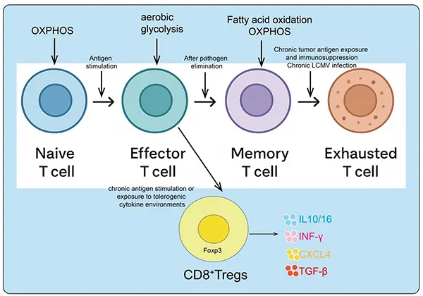 CD8+ T cell exhaustion