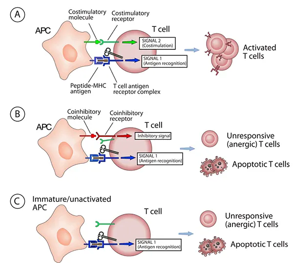Influence of costimulation and coinhibition on T cells