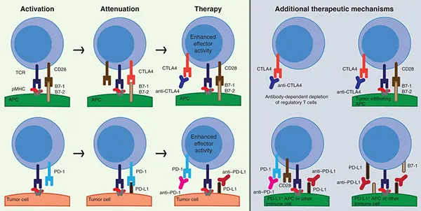 Schematic of the molecular mechanisms of action of CTLA4 and PD‑1 blockade