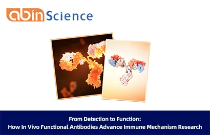From Detection to Function: How In Vivo Functional Antibodies Advance Immune Mechanism Research