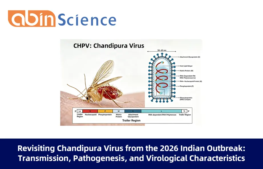 Revisiting Chandipura Virus from the 2026 Indian Outbreak: Transmission, Pathogenesis, and Virological Characteristics