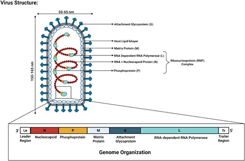Figure 3. Genomic Organization of CHPV