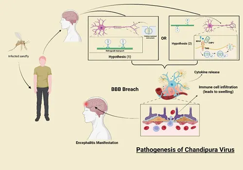 Figure 2. Pathogenesis of CHPV