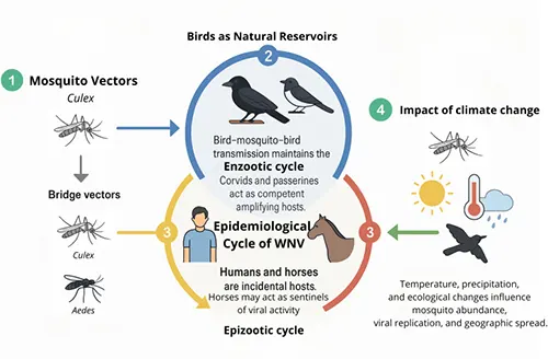 Figure 1. The epidemiological cycle of West Nile virus