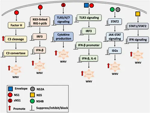 Figure 5. Immune evasion mechanisms of WNV