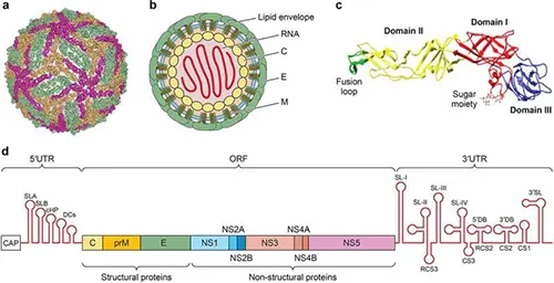 Figure 2. Structure and genome organization of West Nile virus