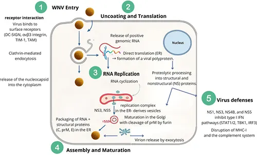 Figure 4. The replication cycle of WNV