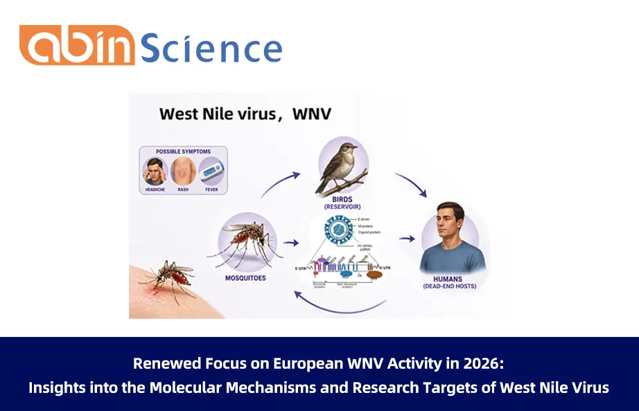 Renewed Focus on European WNV Activity in 2026: Insights into the Molecular Mechanisms and Research Targets of West Nile Virus