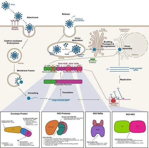 Figure 3. Life cycle and key research targets of West Nile virus