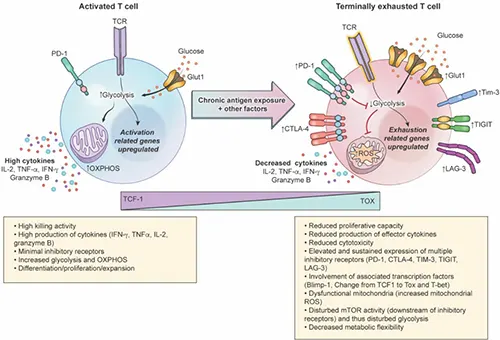Characteristics of functional and exhausted T cells