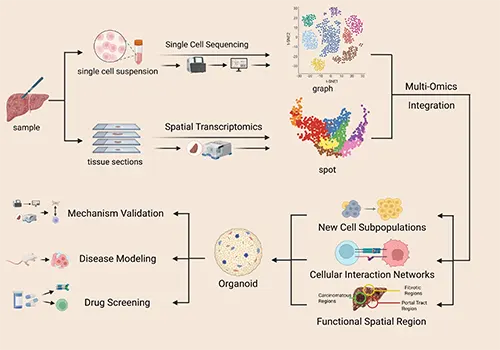 Workflow for investigating the immune microenvironment in chronic liver disease