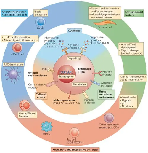 Mechanisms of T cell exhaustion