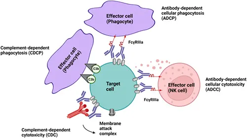 Key effector mechanisms of antibody‑mediated in vivo immune cell depletion