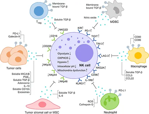 Key mechanisms driving NK cell exhaustion in the TME