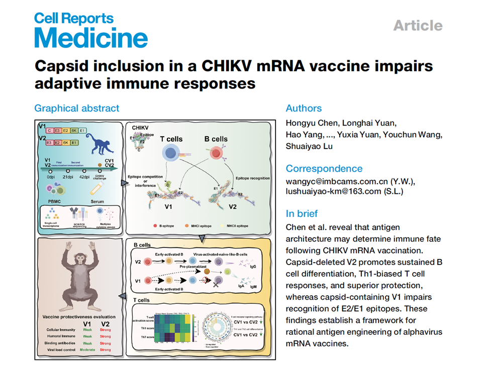 Capsid inclusion in a CHIKV mRNA vaccine impairs adaptive immune responses