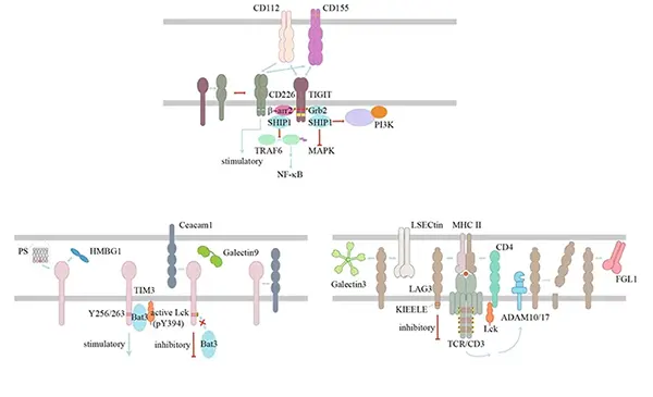 Mechanisms of Action of Exhaustion-Associated Checkpoints