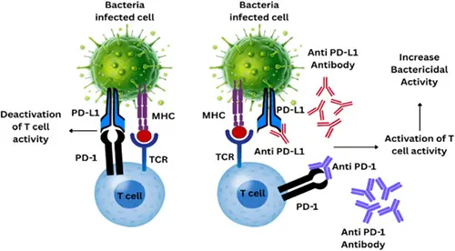 PD-1/PD-L1 Binding Inhibits T Cell Receptor (TCR) Signaling