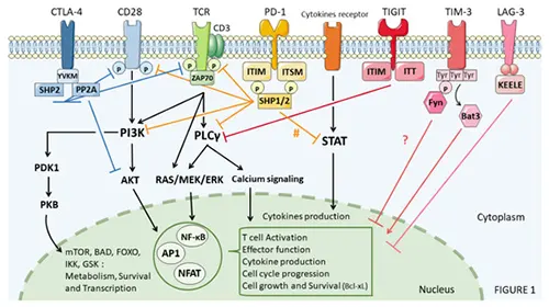 Immune Checkpoints in Cancer Cells