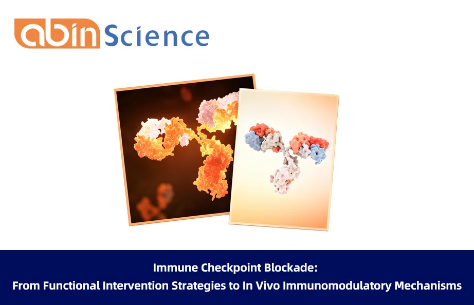 Immune Checkpoint Blockade: From Functional Intervention Strategies to In Vivo Immunomodulatory Mechanisms