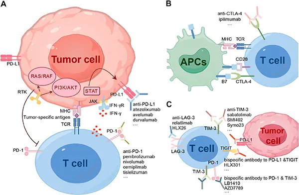 Immune Checkpoint Pathways and Mechanisms of Action of Blocking Antibodies