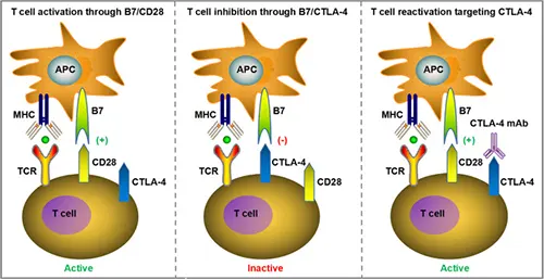 Mechanisms of CTLA-4-Mediated T Cell Suppression