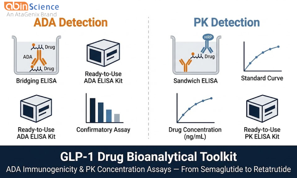 GLP-1 ADA Assay FAQ: Cross-Reactivity, NAb Testing, Cut Points and ELISA Coating