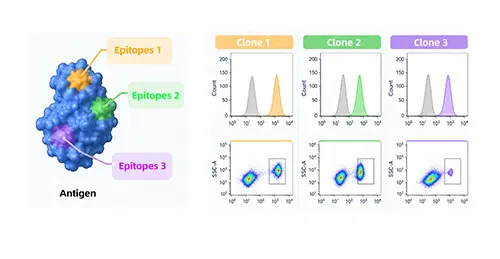 Discrepancies in staining profiles across antibody clones