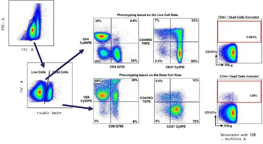 Impact of dead cell contamination on gating and positive rate determination