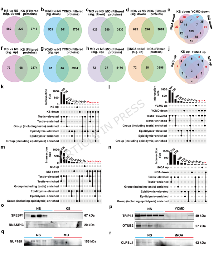 Stringent filtering and tissue-specific annotation identify reproductive system-related candidate biomarkers across major NOA etiological subgroups