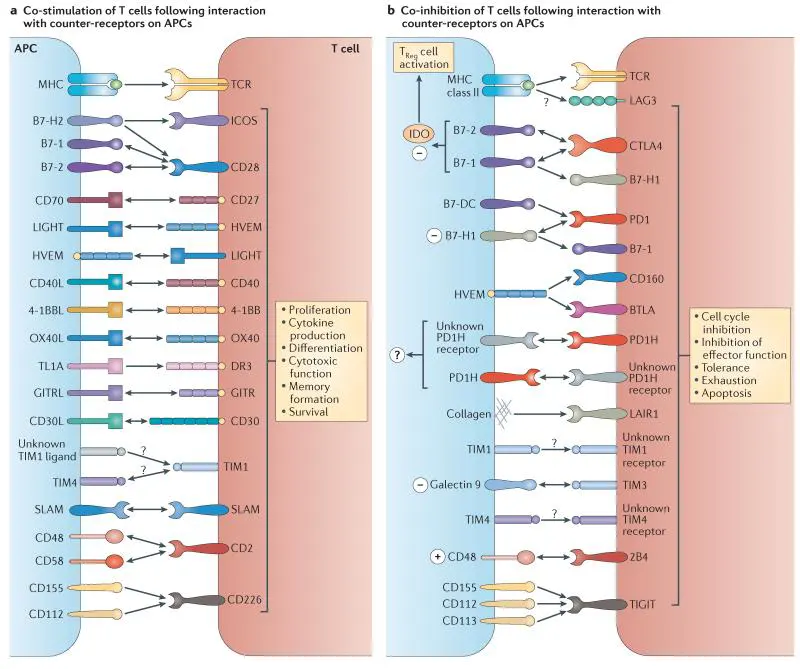 Co‑stimulatory and co‑inhibitory signal integration in T cells