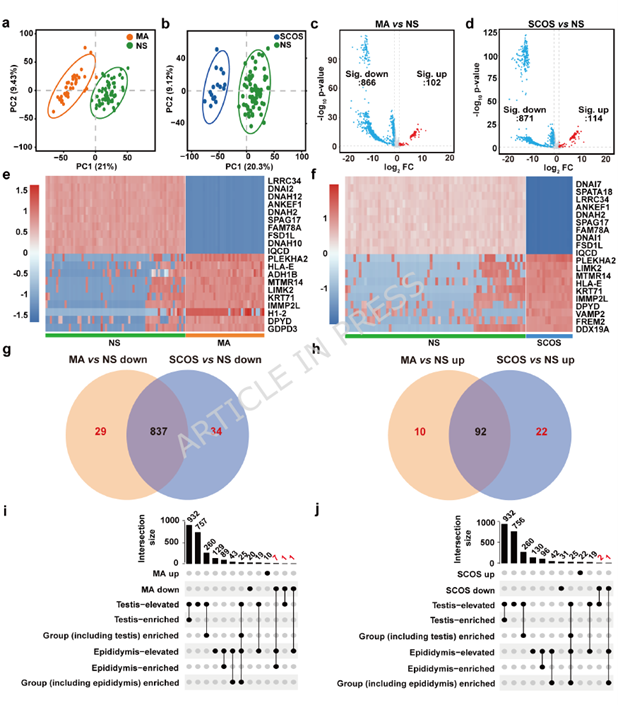 SPEV proteomic analysis and tissue-specific tracing of distinct testicular histopathological phenotypes (MA and SCOS)