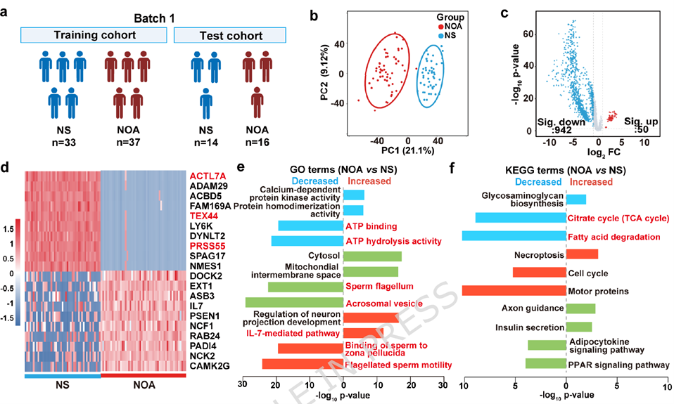 SPEV proteomic analysis from the first batch, distinguishing NOA from NS