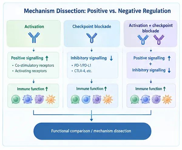 Combinatorial strategies integrating positive activation and checkpoint blockade for mechanistic resolution