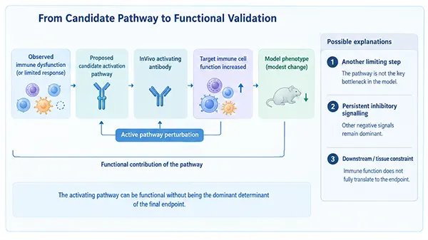 Experimental logic for validating candidate immune activation pathways using activating invivo antibodies