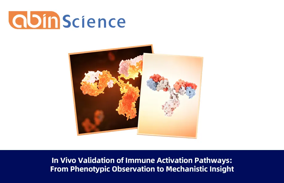 InVivo Validation of Immune Activation Pathways: From Phenotypic Observation to Mechanistic Insight