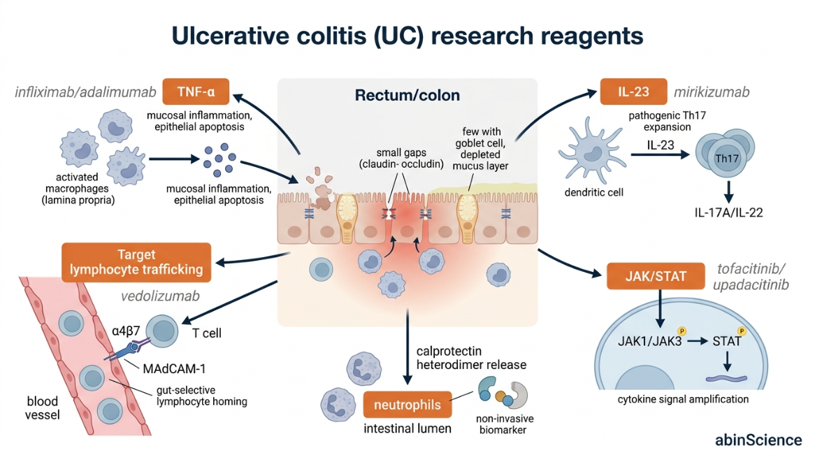 Ulcerative Colitis Research Reagents — key pathogenic pathways including mucosal inflammation, Th2/Th17 immune dysregulation, epithelial barrier dysfunction, TNF-α signaling, α4β7 integrin gut-homing, IL-23/Th17 axis, and JAK-STAT cascade