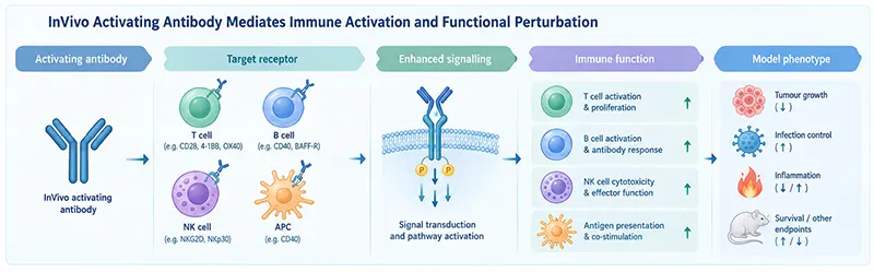 Schematic representation of invivo functional intervention using activating antibodies